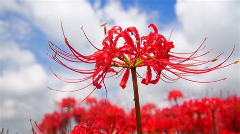 彼岸花風水|彼岸花の風水的飾り方！曼珠沙華と呼ばれる花の本当のパワー！